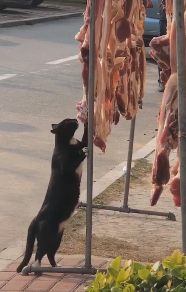 猫咪偷吃肉却无人阻止，大家都停下来拍照：这么光明正大的吗？