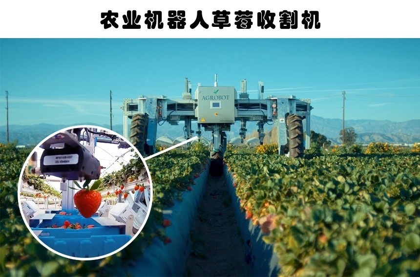 2,农业机器人草莓收割机在使用这个机械的时候,需要将南瓜排成一排.