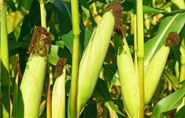 玉米小喇叭口期控旺壮棵增产效果最好!控旺药物使用的技巧是关键