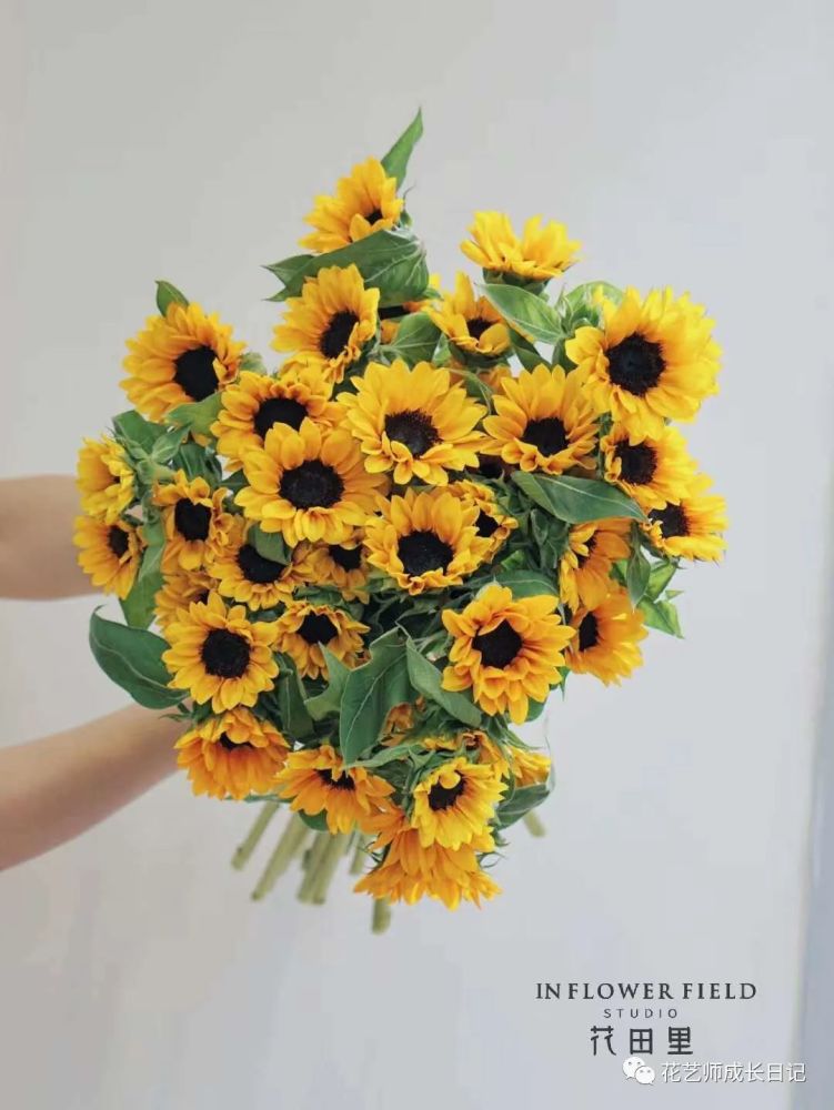 花艺师养成记 必备工具 迷你向日葵小花束 最近那夏又被迷你向日葵的