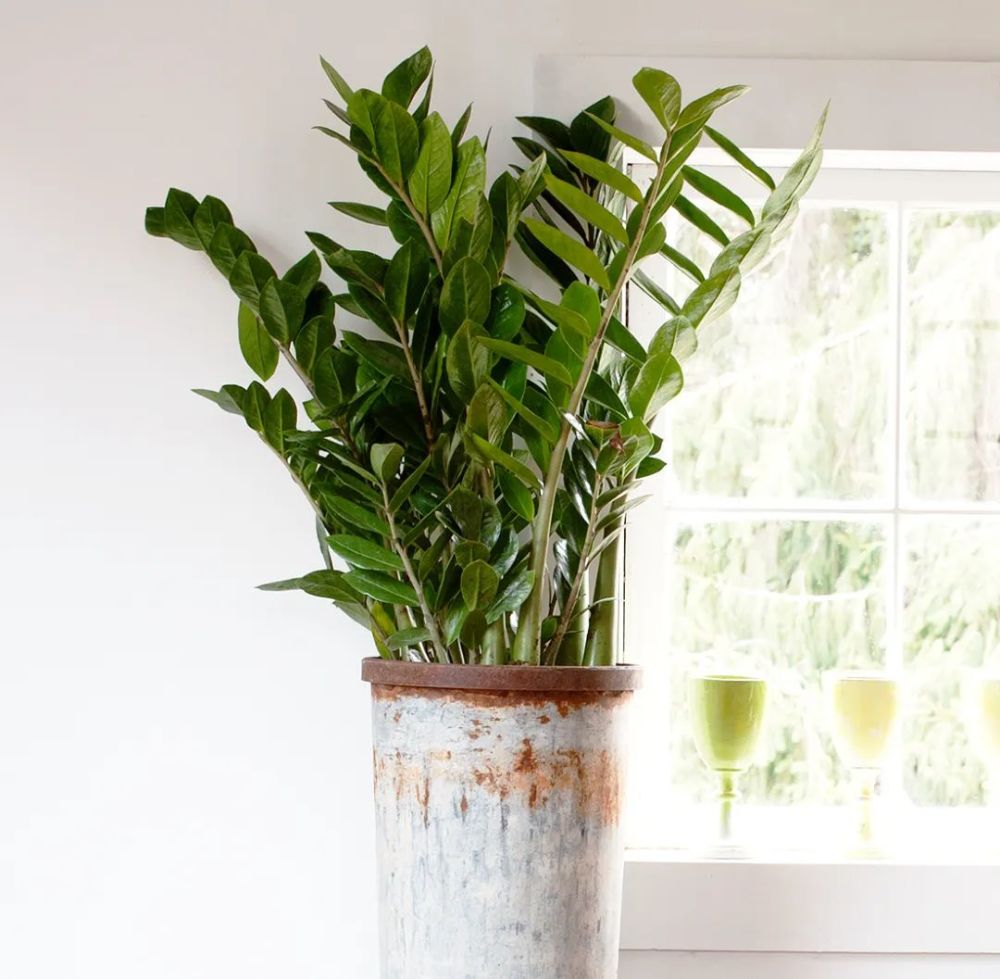 室内耐阴观叶植物大集合,灯光下或半阴处都可以养几盆