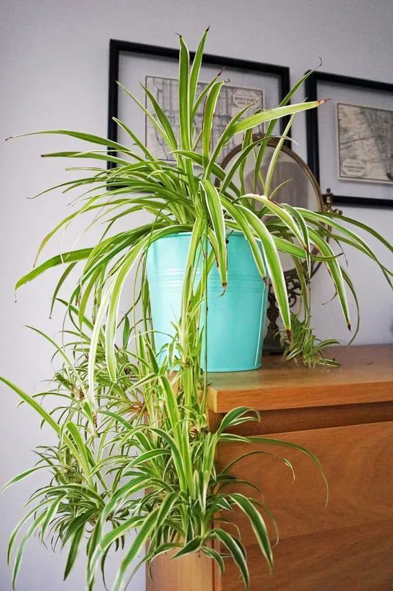 室内耐阴观叶植物大集合,灯光下或半阴处都可以养几盆