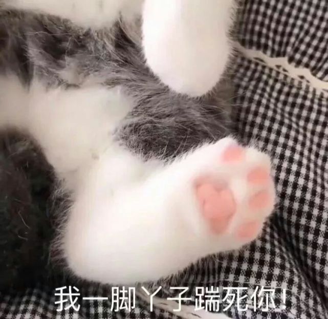 猫猫表情包来咯,我也要抱抱