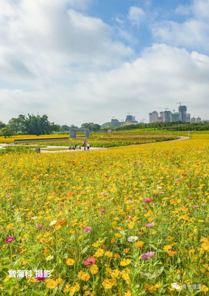花海再次来袭南宁这片百亩花海灿若云霞就藏在