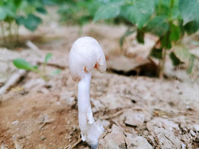 毛毛草,白蘑菇,绿叶