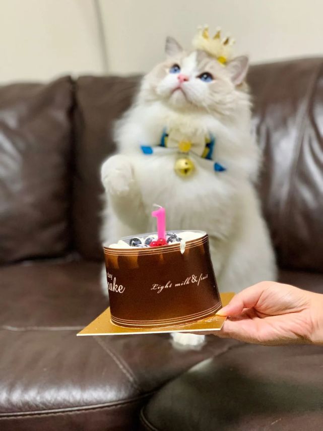 给猫咪庆祝生日,主人意外发现自家的猫咪很像某种食物!