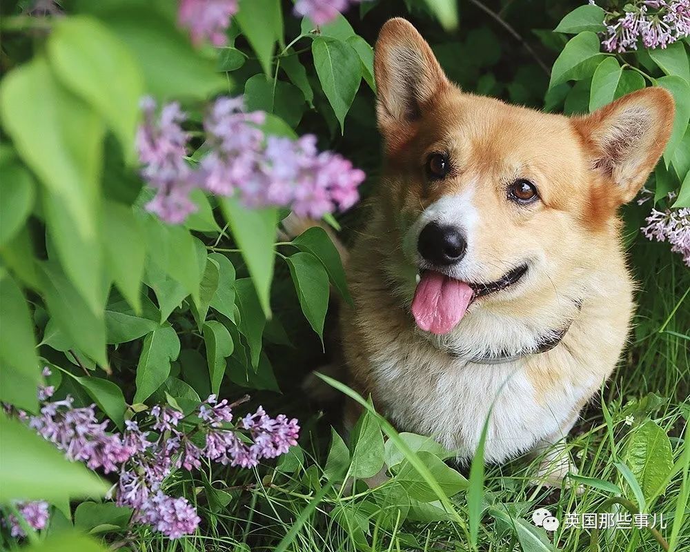 俄罗斯唯一一只柯基警犬正式退休！小短腿也能办很多大事！