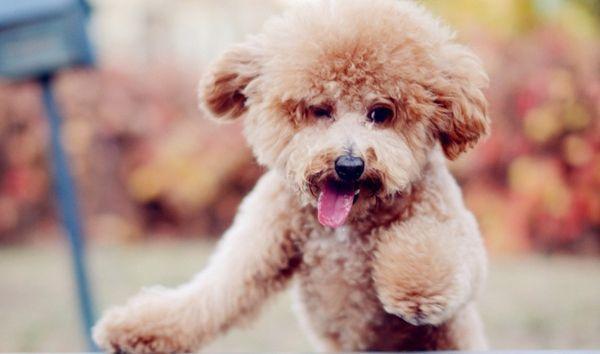 你家爱犬若有这些表现，恭喜你了，你饲养一只高智商的狗！