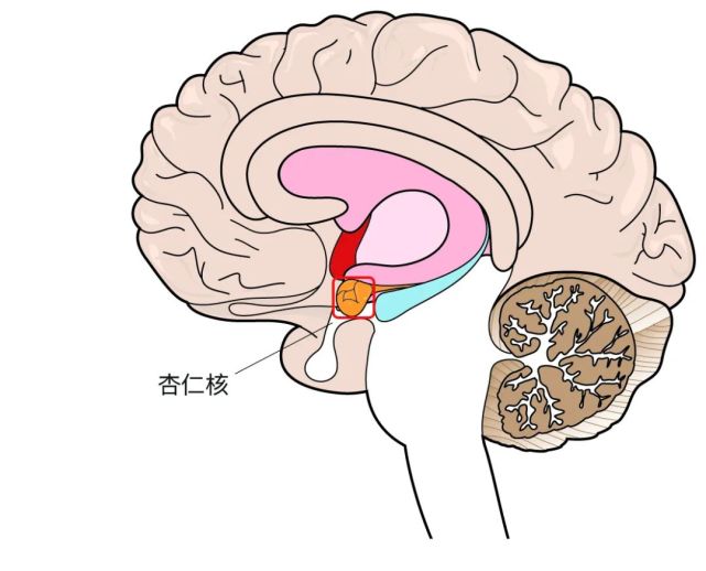 (杏仁核在大脑中的位置示意图) 科学家还有一个好玩的发现[2]:指甲划