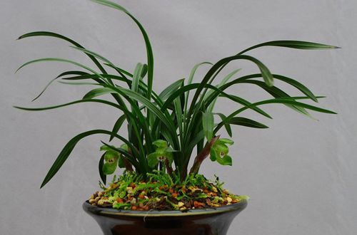 兰花盆栽