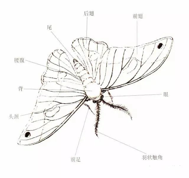 书画联盟丨小飞蛾的工笔画法