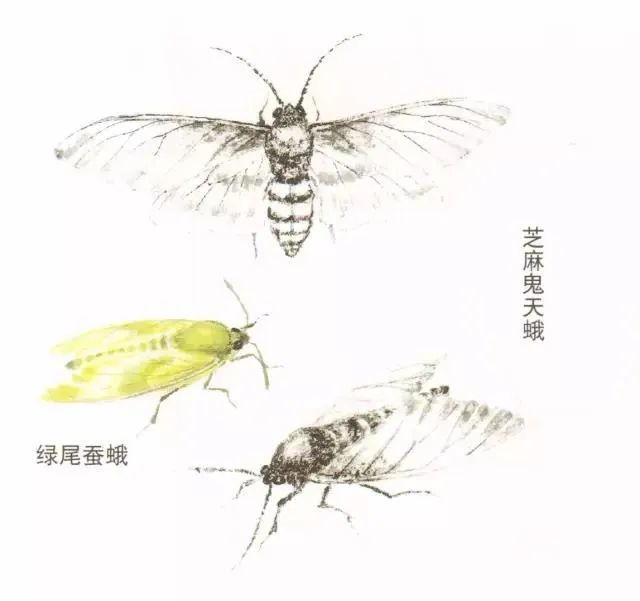 书画联盟丨小飞蛾的工笔画法