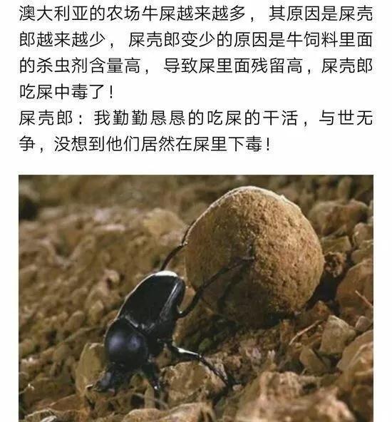 每日一笑:澳大利亚的屎壳郎越来越少,究其原因竟是人在下毒