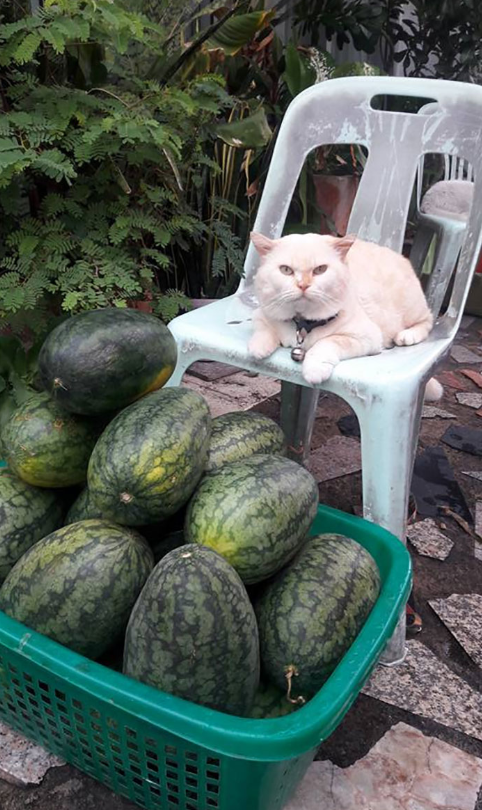 猫：买西瓜吗？甜过初恋的那种哦……