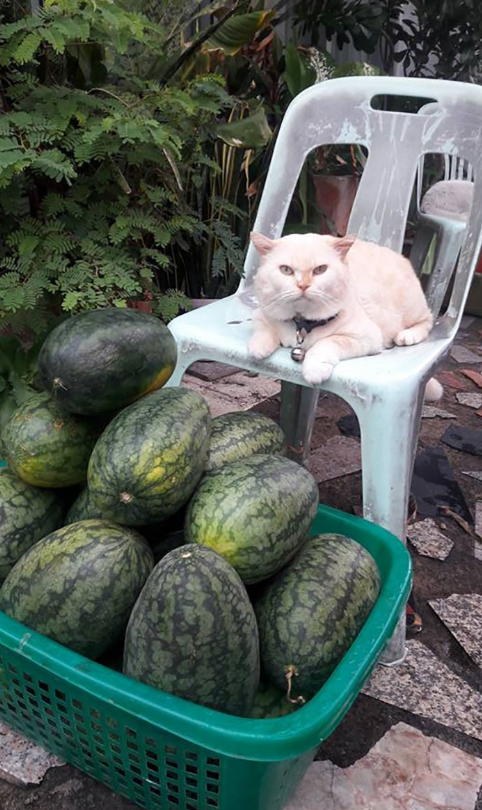 猫买西瓜吗甜过初恋的那种哦