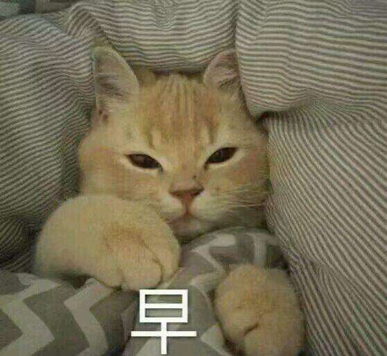 喵星人撒娇表情包:没有男朋友慎入!