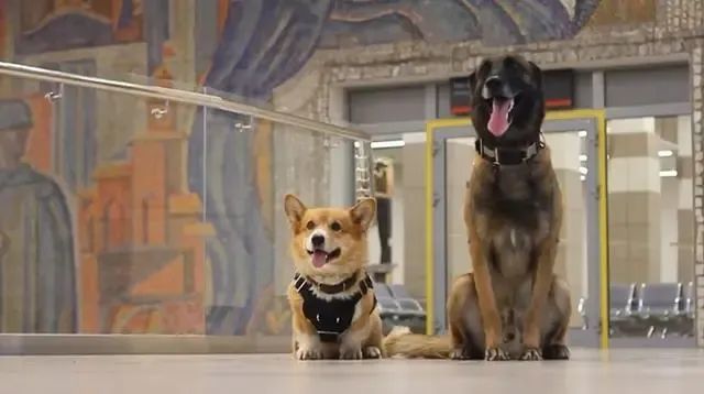 俄罗斯唯一一只柯基警犬退休，惊动网友：原来柯基当警犬不是段子啊！