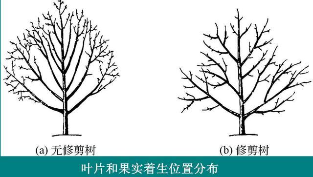 苹果树芽的分类及枝芽特性