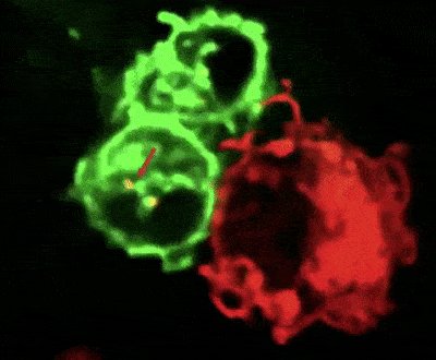 木马型病毒_hbv病毒c型阳性_驻留型病毒