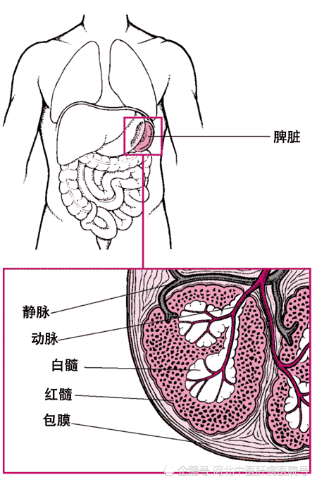在正常情况下,在体格检查腹部触诊时一般摸不到脾脏.