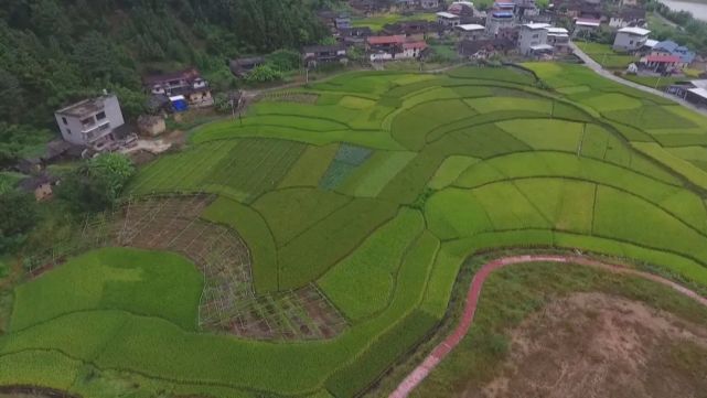 的 "一革命四行动" 一个月前,漳平市芦芝镇圆潭村村民朱阿雪家的菜地