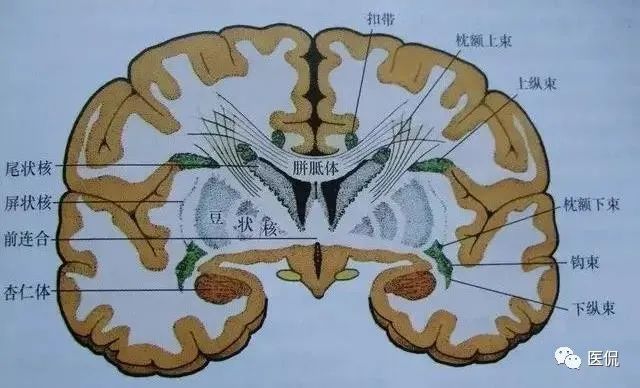 放射冠与半卵圆中心有哪些区别?