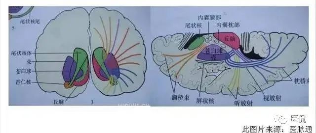 放射冠与半卵圆中心有哪些区别?