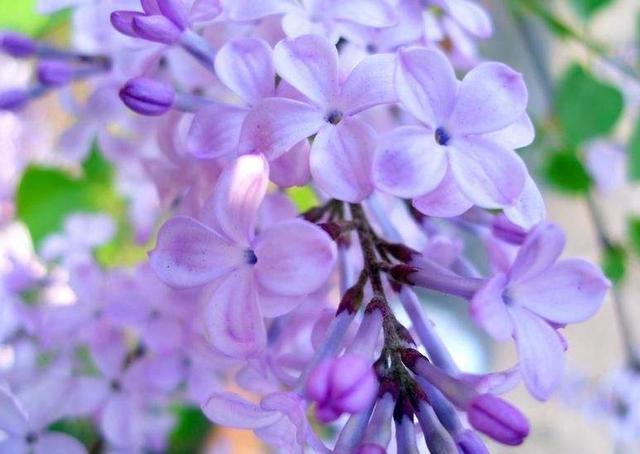 8,黑龙江省城市市花 哈尔滨市——丁香花