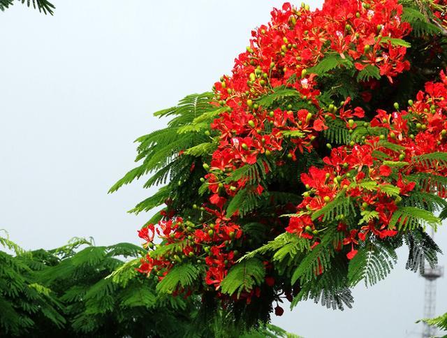 市——丁香花25,甘肃省城市市花兰州市——玫瑰花武威市——大丽花26