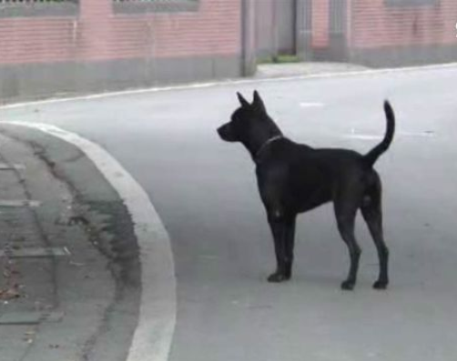 老人被狗叫吓致猝死狗主被"判赔4万多",不服:狗有拴好