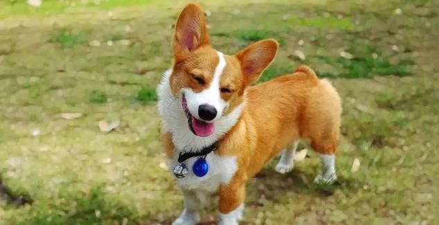 第11位 welsh corgi(pembroke(彭布罗克威尔士柯基犬)