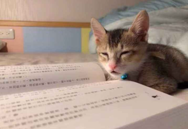 好好的人,怎么一读书就困了?