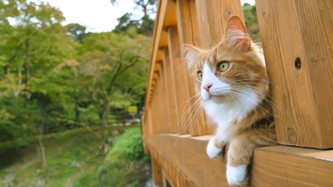 如果你想要外出遛猫,那么带你了解遛猫的好处和坏处