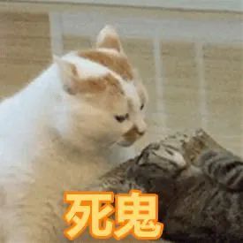 "猫咪表情包"超多可爱的小猫咪表情包,猫奴猛戳!