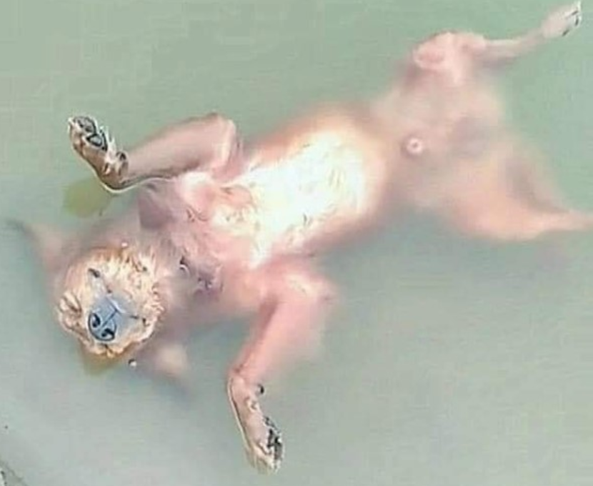 看见狗狗“淹死”在河里，主人崩溃大哭，谁料下一秒它缓缓起身