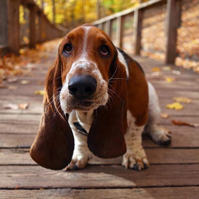 巴吉度犬有着比脸还要大的耳朵是世界上公认最大耳朵的狗