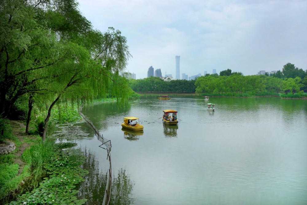朝阳公园一大片赏荷湿地,体验城市生态游