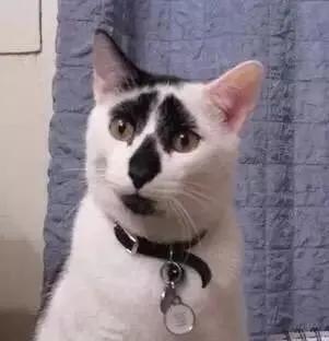 有些猫注定要成为表情包因为太丑了