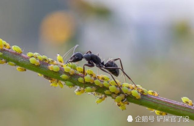 蚂蚁也会蓄养和役使其他昆虫,除了人类以外,它们是唯一的存在