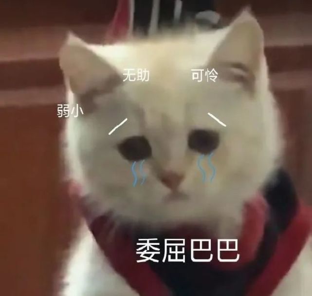 表情包:不要这样嘛,人家害羞
