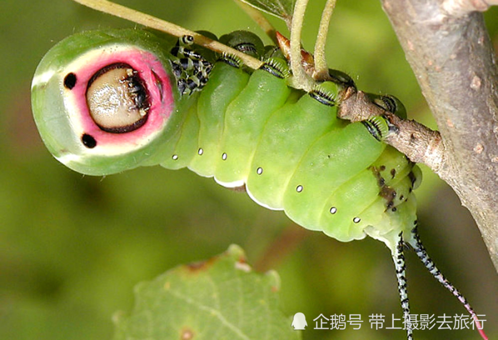 镜头下的虫生百态 这组毛毛虫照 居然还很有艺术