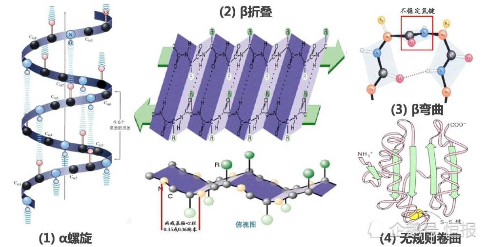 蛋白质四种二级结构