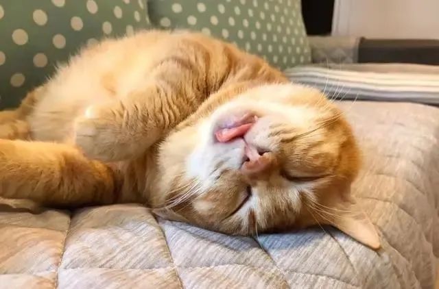 橘猫贪睡,每日昏睡20个小时,医生:这不是病,只能让它