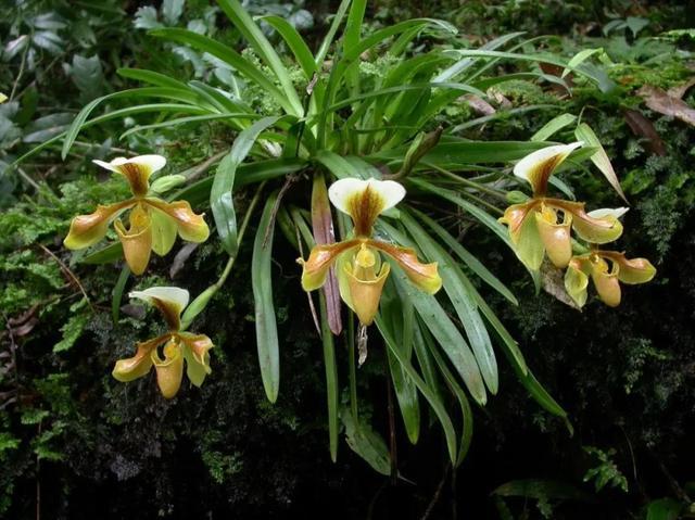 紫毛兜兰 paphiopedilum villosum