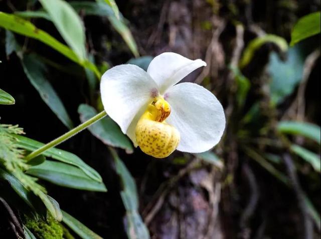 白花兜兰 paphiopedilum emersonii