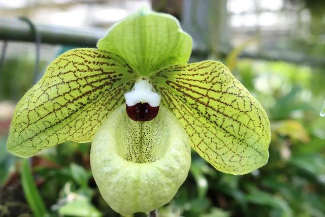 麻栗坡兜兰 paphiopedilum malipoense