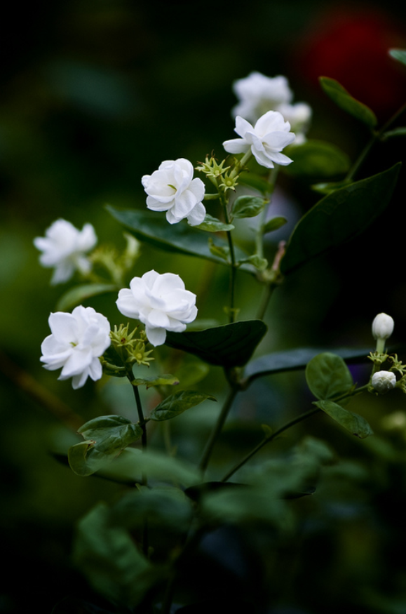 香风弥夏,茉莉又开花