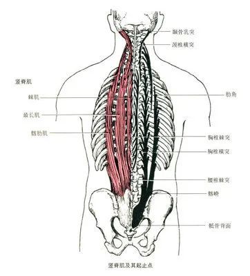 起点:骶骨背面,髂嵴后部,腰椎棘突和胸腰筋膜.