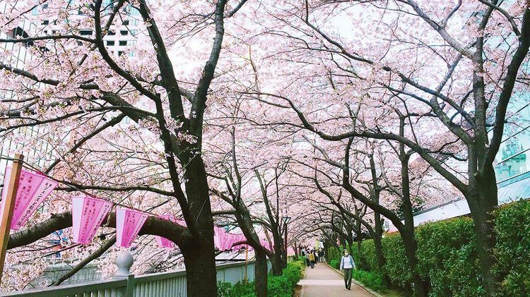 日本东京"目黑川樱花道"半日游:吃美食,赏樱花,拍美照