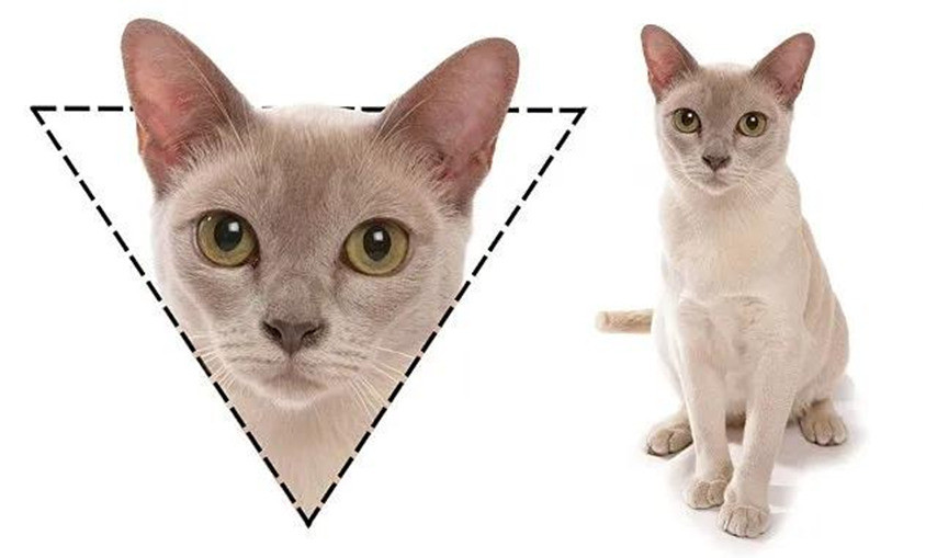 猫咪"面相学"指南,只看脸型就能知道猫咪的性格
